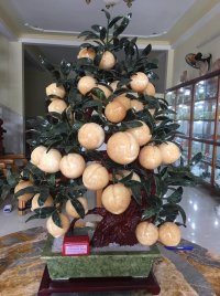 Cây đào ngọc hoàng long (cây đào đá thạch anh vàng)  38 quả lớn